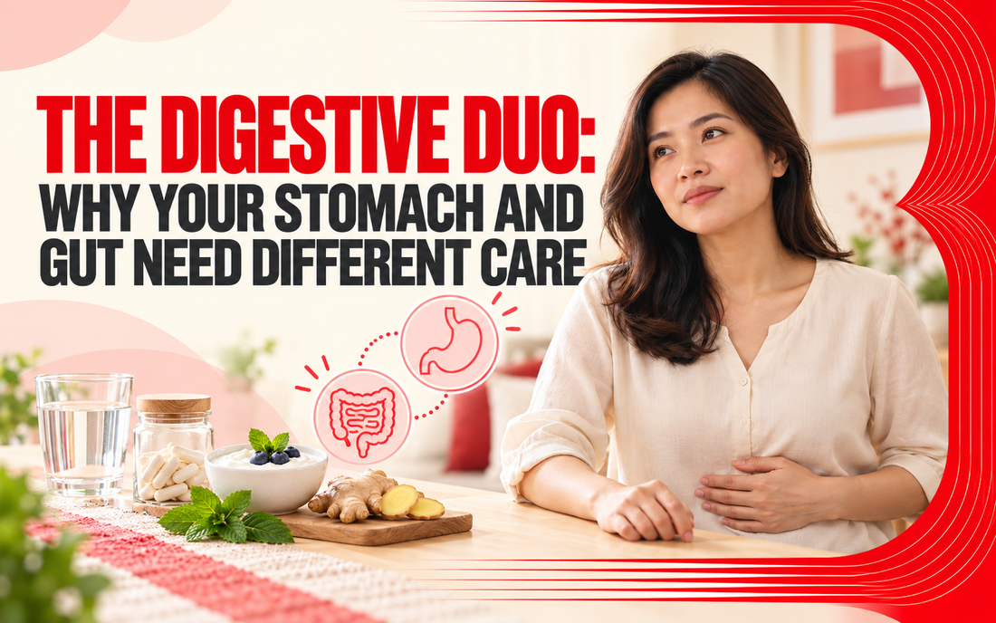 The Digestive Duo: Why Your Stomach and Gut Need Different Care